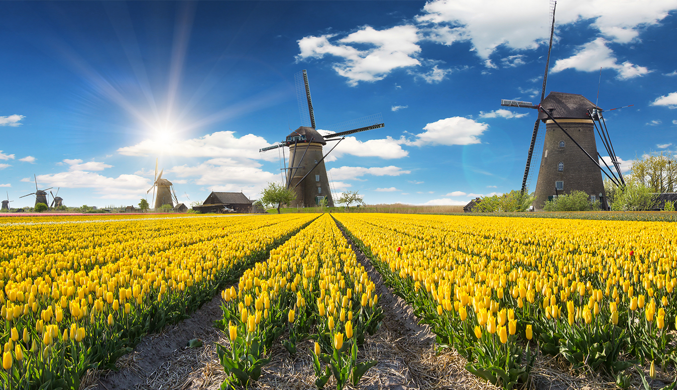 Tulips in Holland